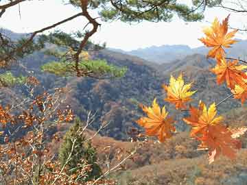 一歲八個月寶寶發(fā)燒怎么辦？全面指南與應(yīng)對建議